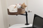 Desk Nest Cat Bed