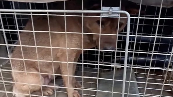 В Китае спасли собаку, которая 6 лет прожила на дне глубокой ямы