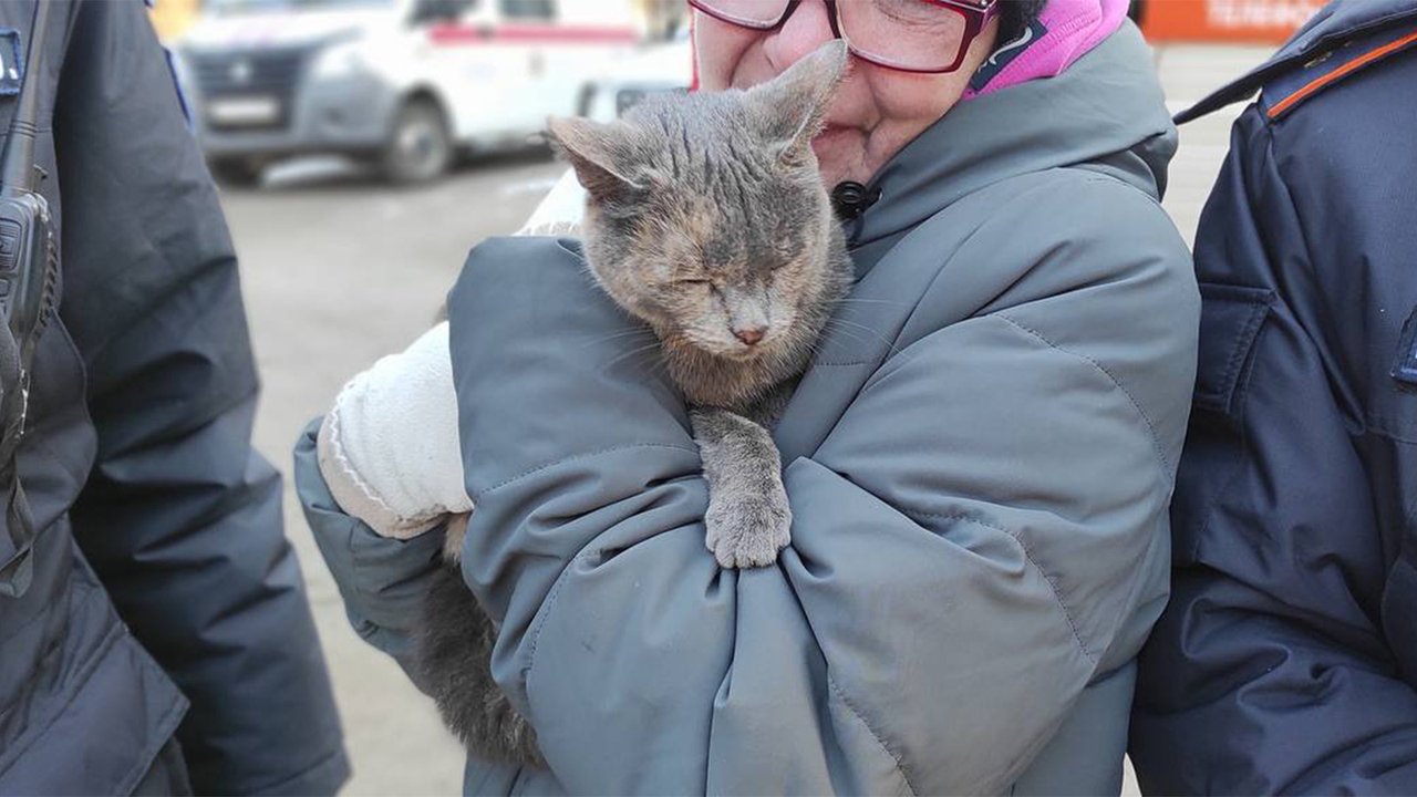 Кошку спасли Кошку спасли