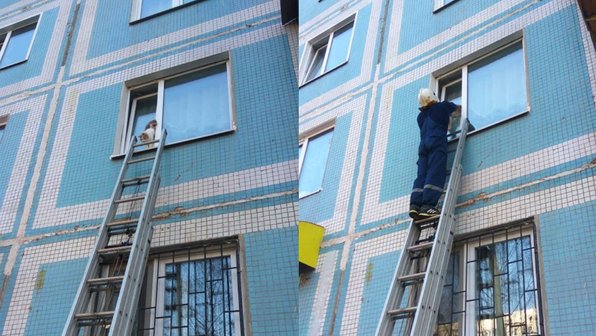Врач объяснил, чем опасно вертикальное проветривание для кошек