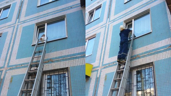 В подмосковной Дубне спасли кота, застрявшего в оконной раме