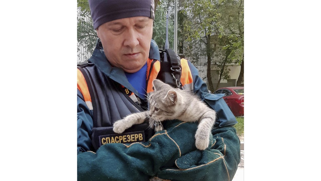 Дерево, лестница, рукавицы: еще одного котенка спасли в Москве