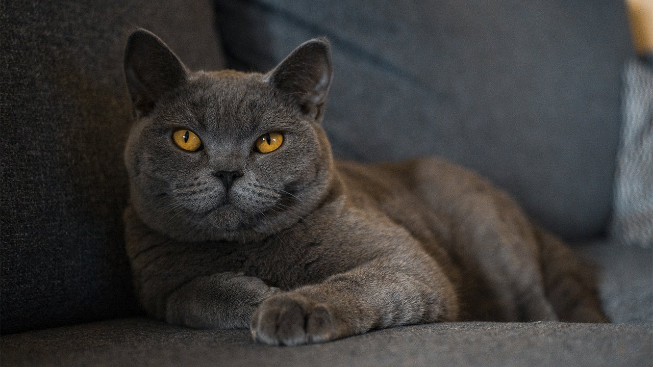 Британская кошка лежит на диване