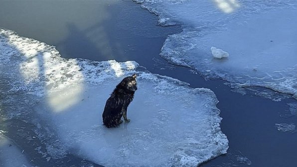 В Челябинске из реки спасли замерзшую бездомную собаку