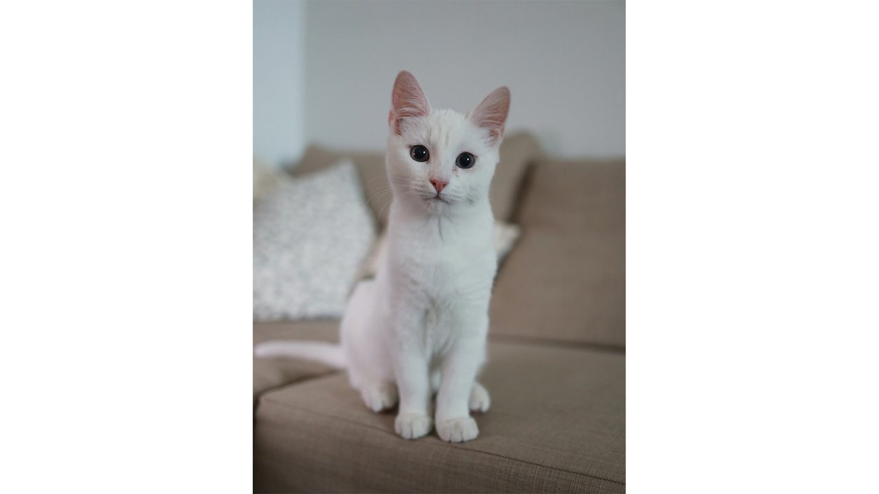 Белая кошка Белая кошка