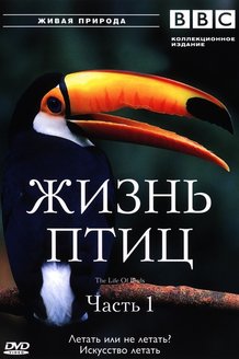 BBC: Жизнь птиц: постер