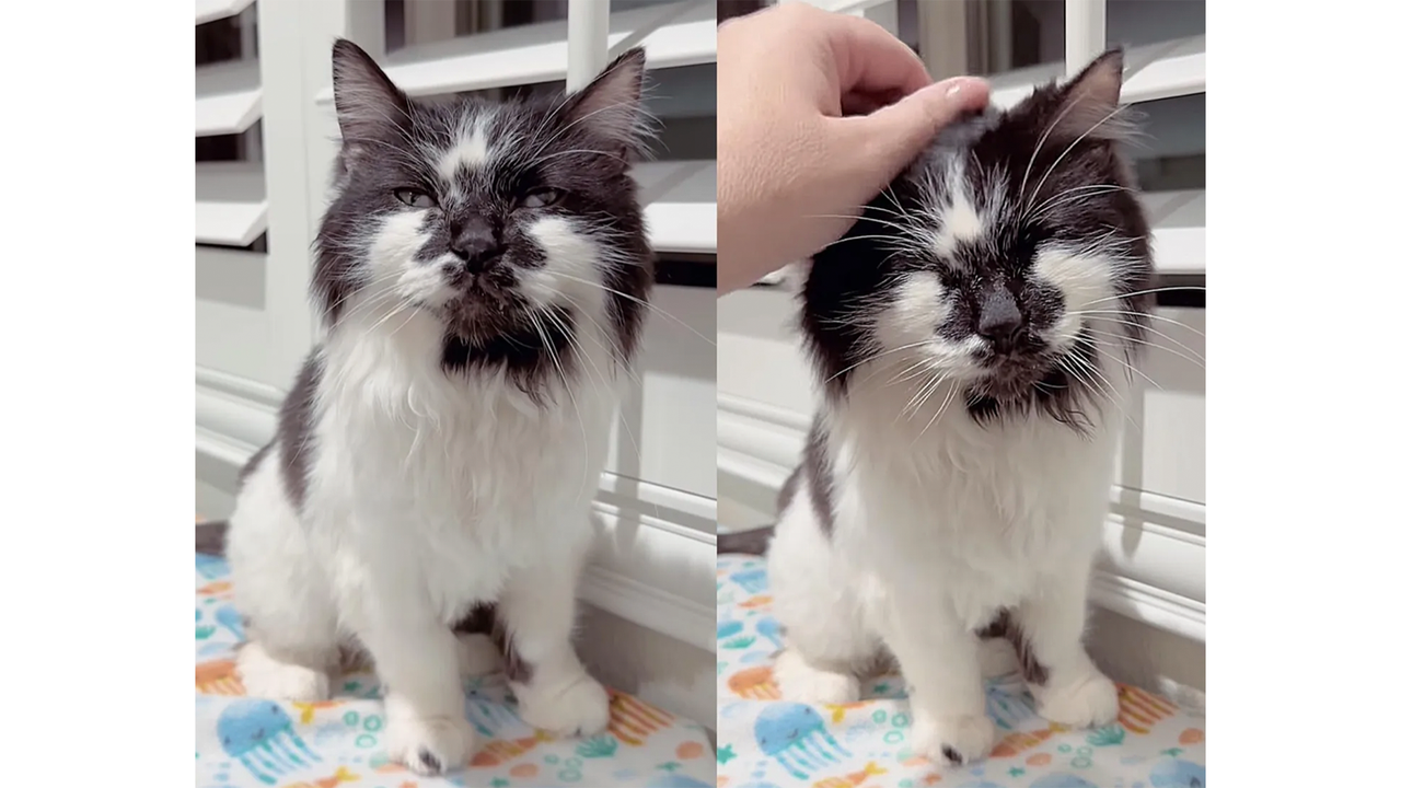 Кошка Долли оказалась очень ласковой и дружелюбной Кошка Долли оказалась очень ласковой и дружелюбной