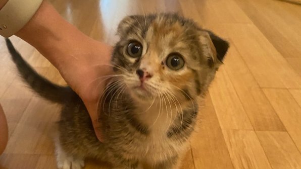 Породистый котенок пришел к дому в Москве и попросил о помощи
