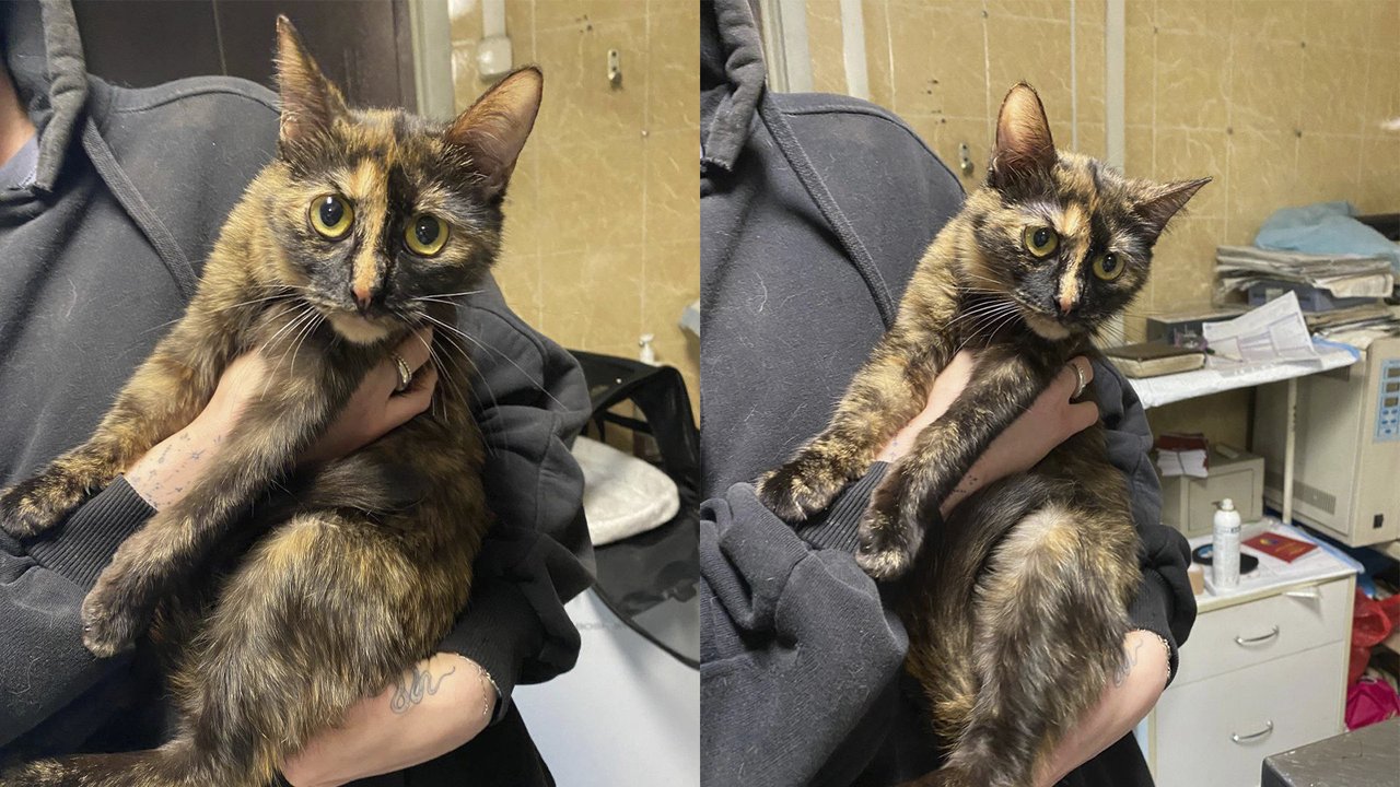 Кошку сдали в приют Кошку сдали в приют