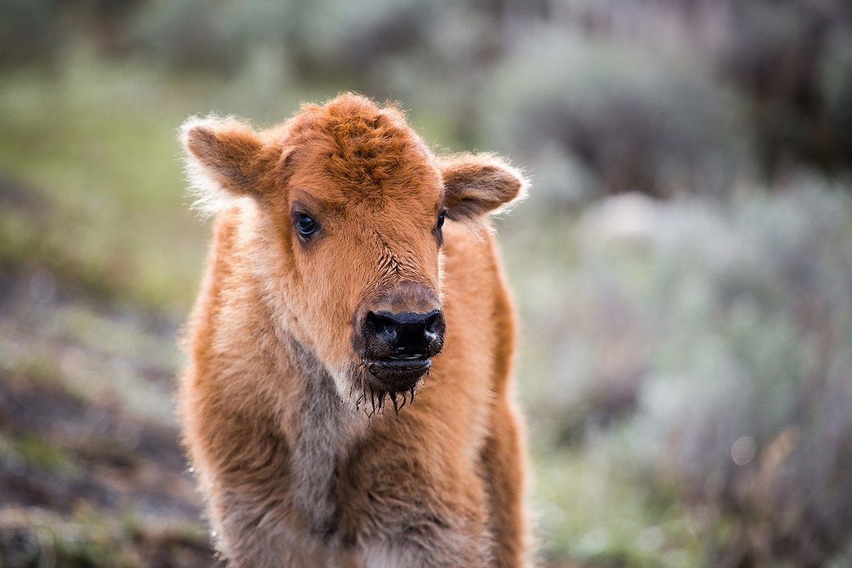 bison-calf-867811_1280