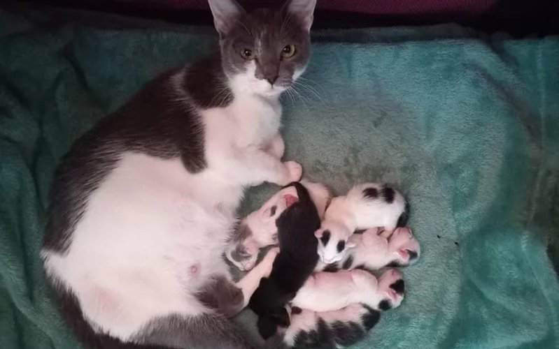 Сколько котят рожает кошка в первый раз первые роды