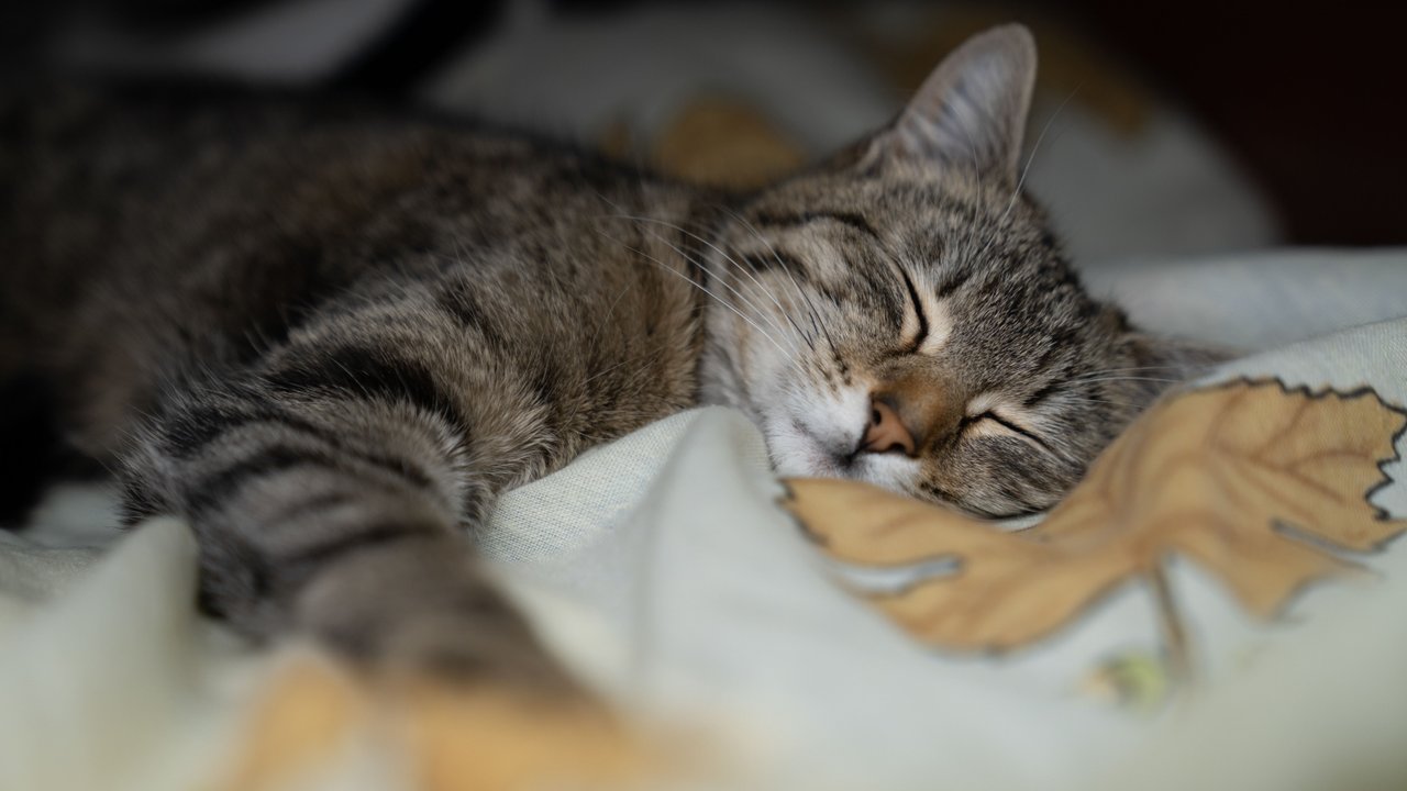 Кошка на постели