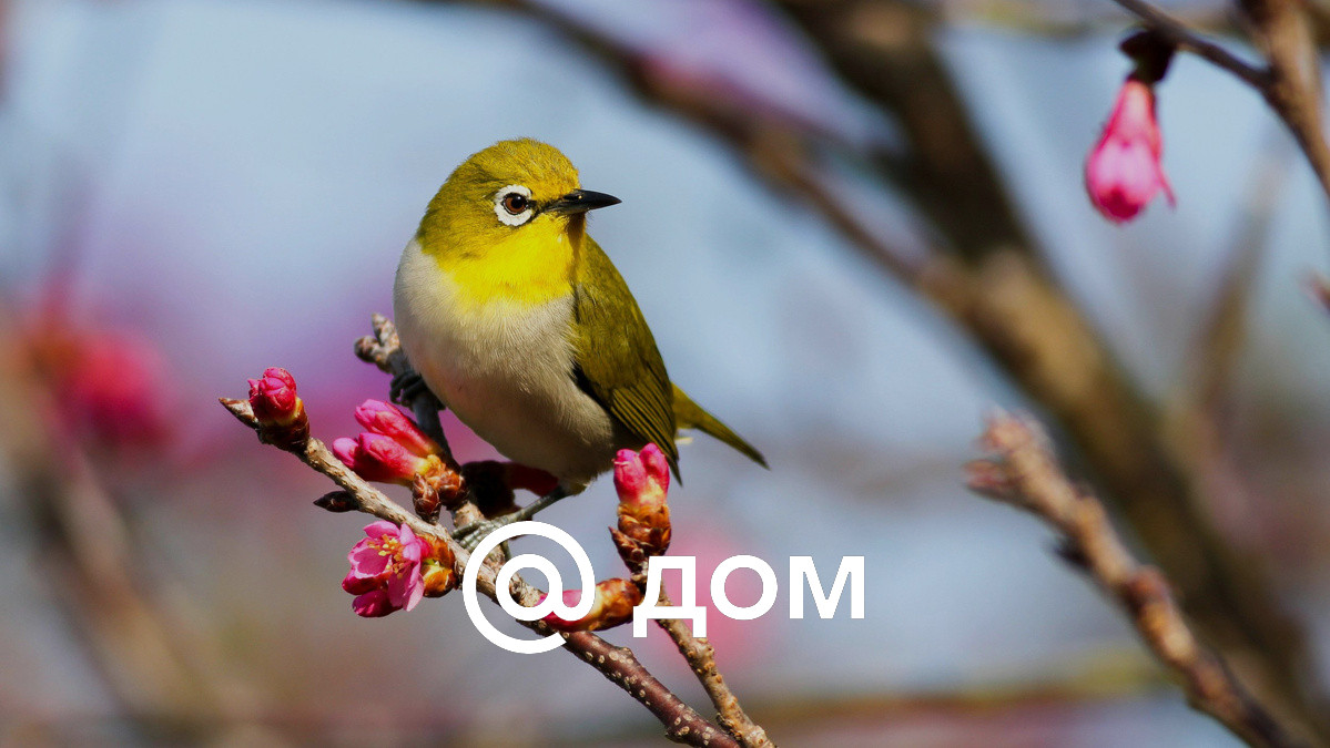 5 народных примет про птиц: какие бывают, откуда взялись, насколько суеверия  правдивы - Дом Mail.ru