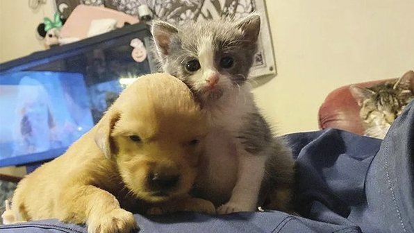 Бездомный котенок нашел спасение и обрел брата-щенка