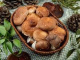 Грибы