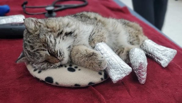 Приютский кот стал донором крови для рысенка и обрел дом