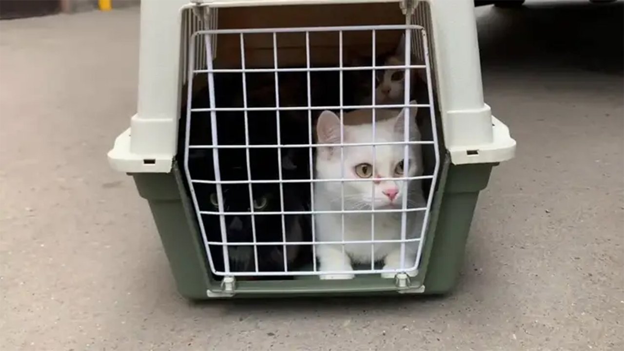 Белый кот в переноске