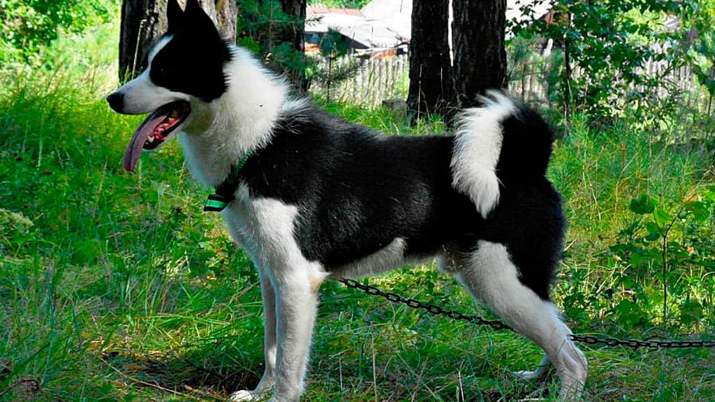 Русско-европейская лайка. Все про породу собаки, фото и правила содержания