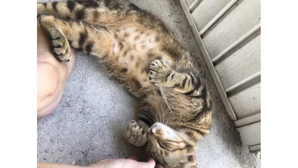 Котька