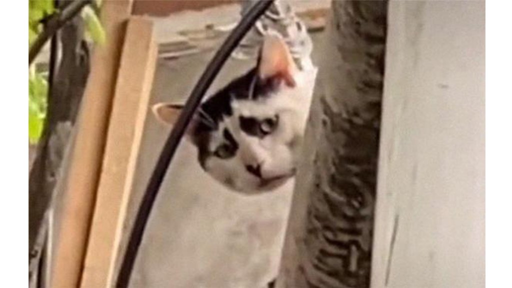 Грустный кот