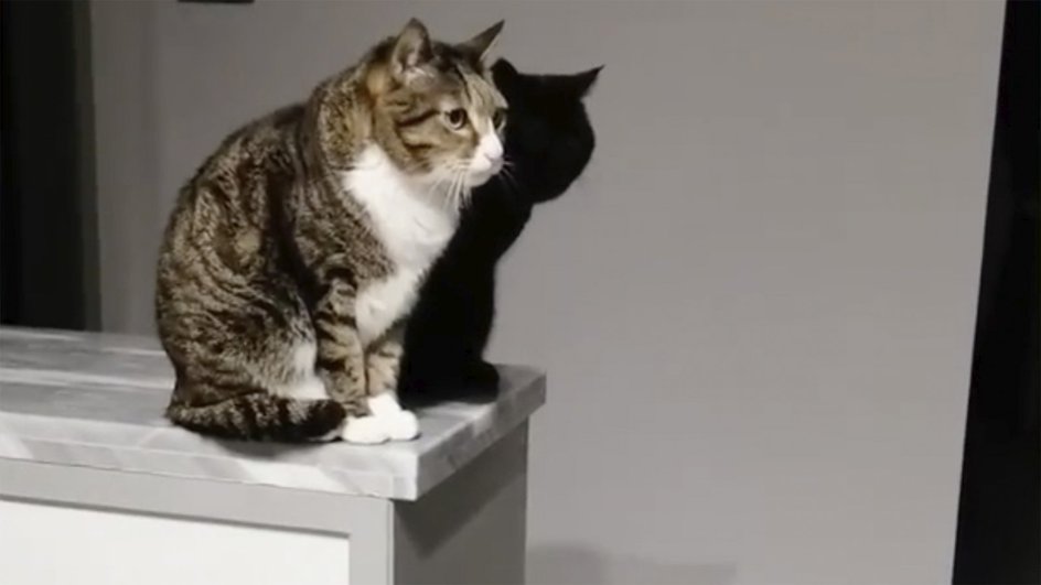 Кот или тень? Кот или тень?
