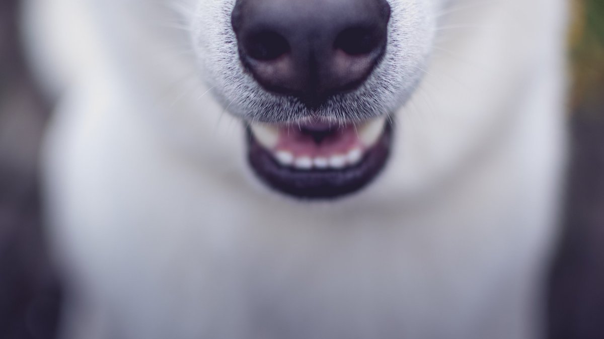 Нос