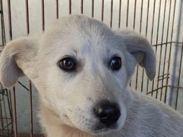 Пятилапый бездомный щенок удивил сотрудников приюта в Омске