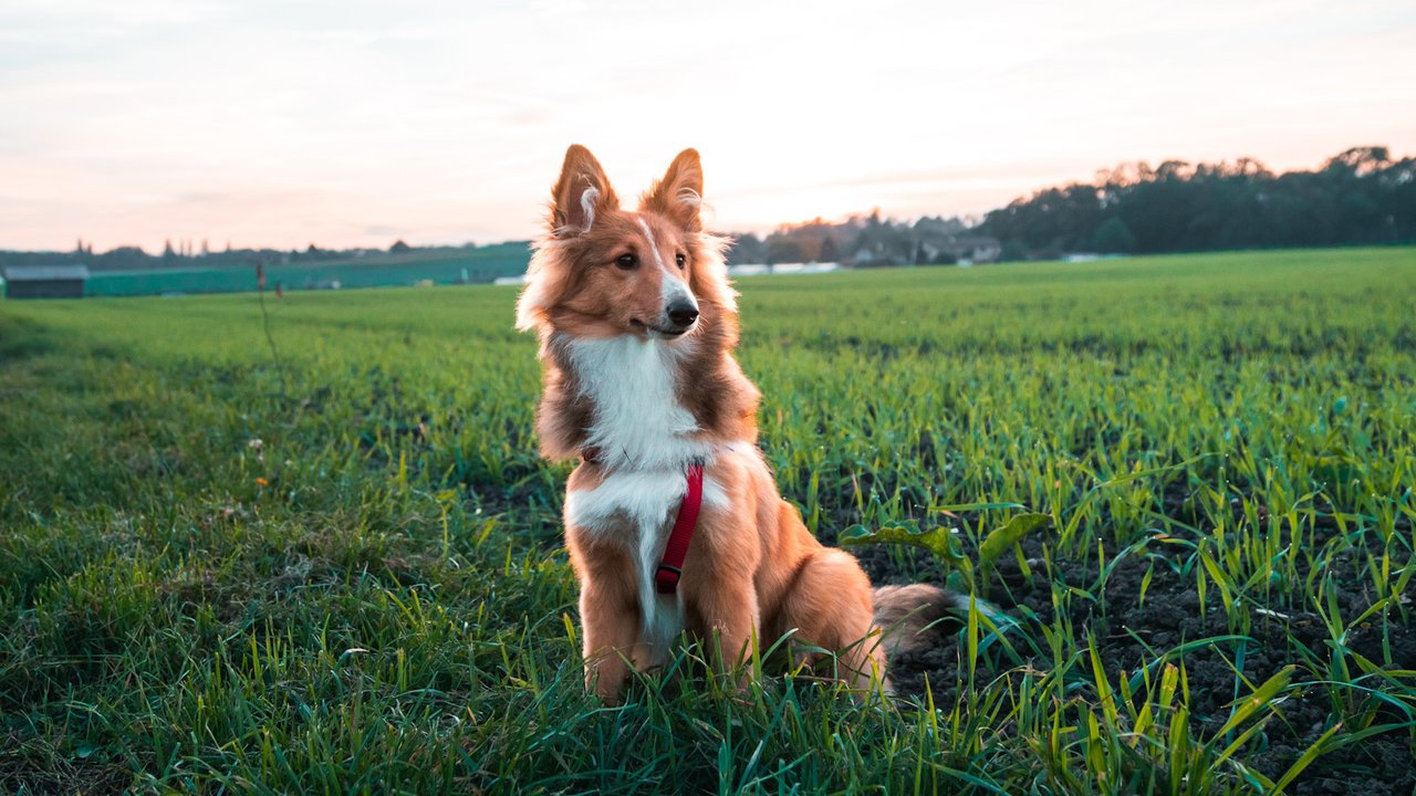 Собака в поле