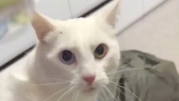 В Москве кота спасли с высоты семиэтажного дома
