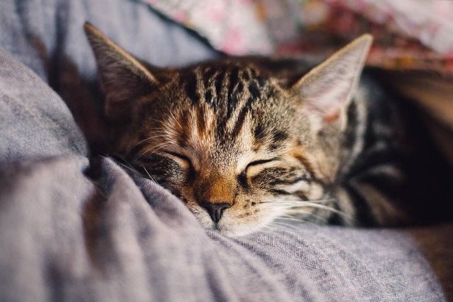 Кошка Кошка