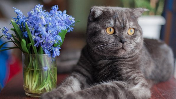 5 мифов о шотландских кошках