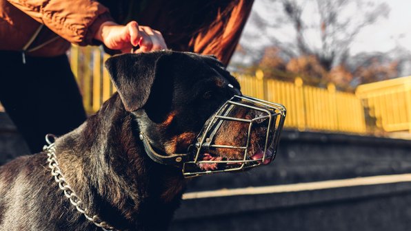 6 стыдных вопросов про намордники для собак