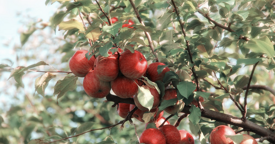 Самый вкусный урожай: 7 культур для тех, кто хочет выращивать фрукты и ягоды