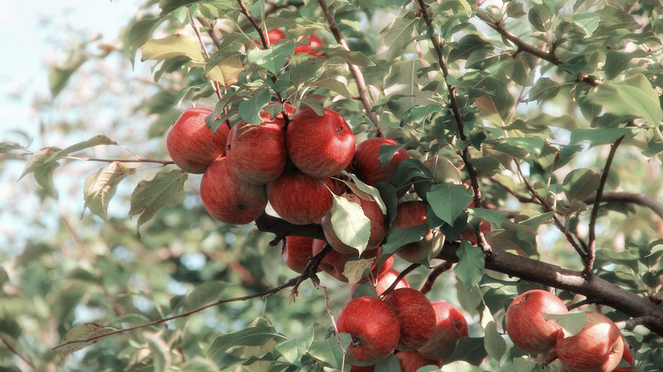 Спелые красные яблоки на ветке яблони.