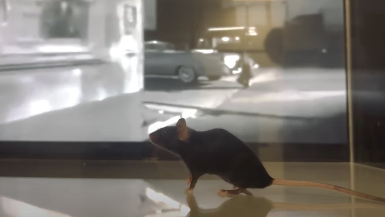 Мышь, участвовавшая в эксперименте по расшифровке мозговых сигналов во время просмотра фильма. Изображение: YouTube-канал EPFL