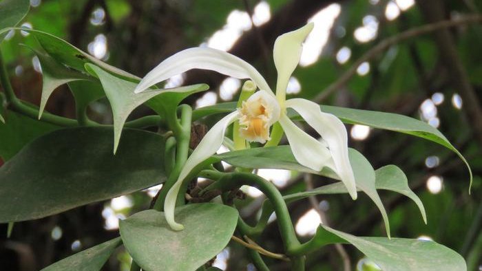 Цветок Vanilla trigonocarpa Цветок Vanilla trigonocarpa