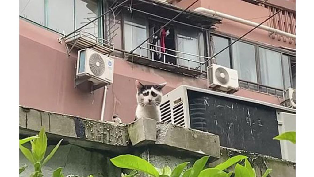 Грустный кот
