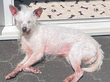 WORLD'S UGLIEST DOG