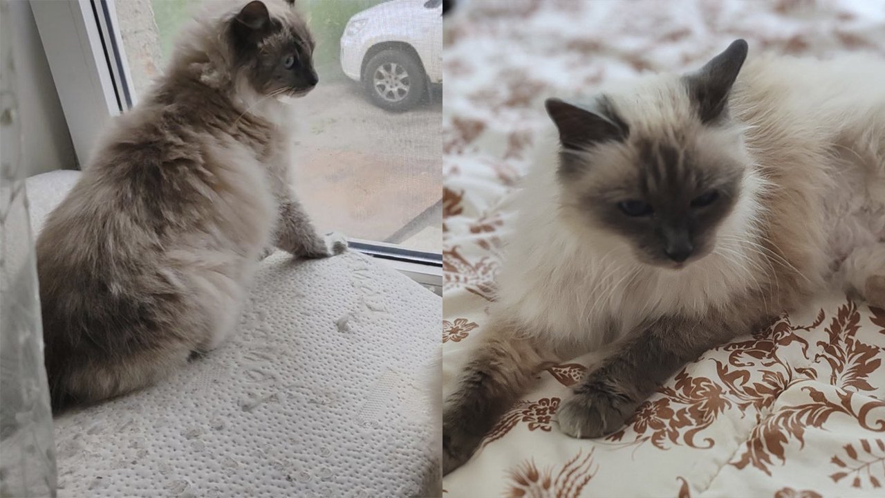 Кошка из Тулы нашла дом и свою «близняшку» в Карелии Кошка из Тулы нашла дом и свою «близняшку» в Карелии