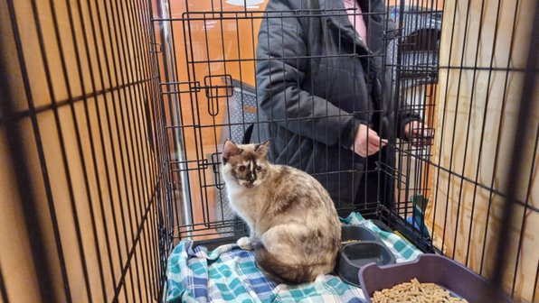 В Петрозаводске желающие выстроились в очередь за котами