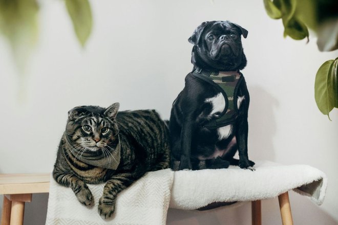 Кошка и собака