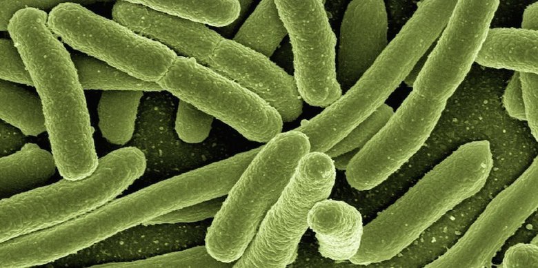 Портрет E. coli. Фото: University of Birmingham
