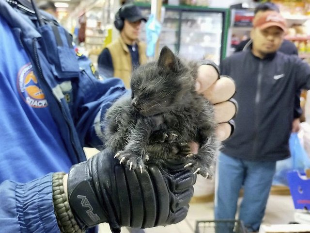 В Москве спасли умолявщих о помощи котят и нашли им дом