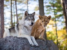 Кадр из Волк и Лев