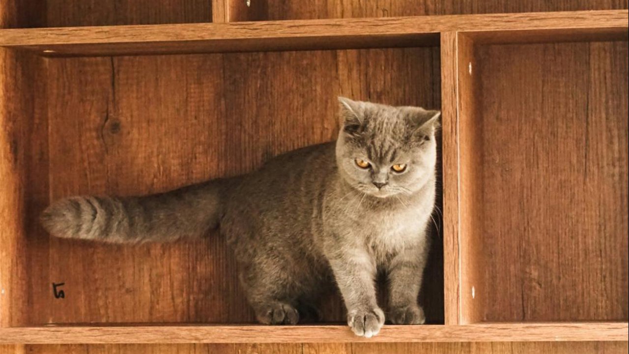 Кошка на полке Кошка на полке