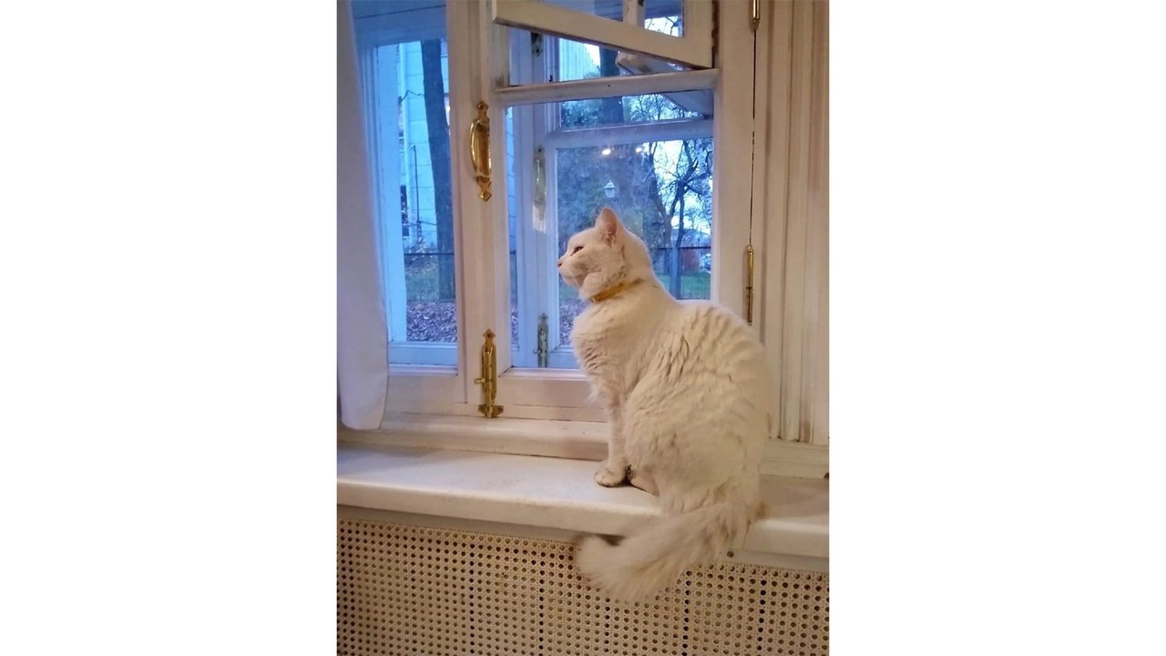 Коты встречают туристов у исторических домов Вологды Коты встречают туристов у исторических домов Вологды
