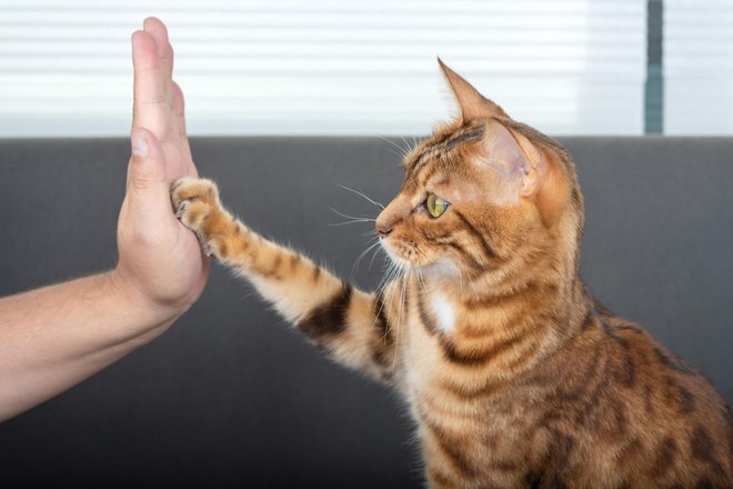 Ученые выяснили, почему кошки мяукают, чтобы привлечь внимание человека Ученые выяснили, почему кошки мяукают, чтобы привлечь внимание человека