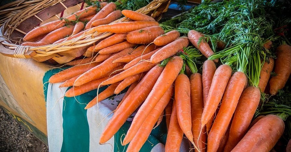 Почему морковь сохнет и вянет при хранении