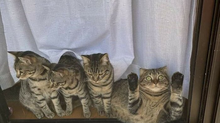 20 «грациозных» кошек, которые поразят вас своим изяществом (нет) - Питомцы  Mail.ru