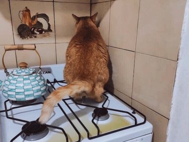 С котиками шутки плохи!